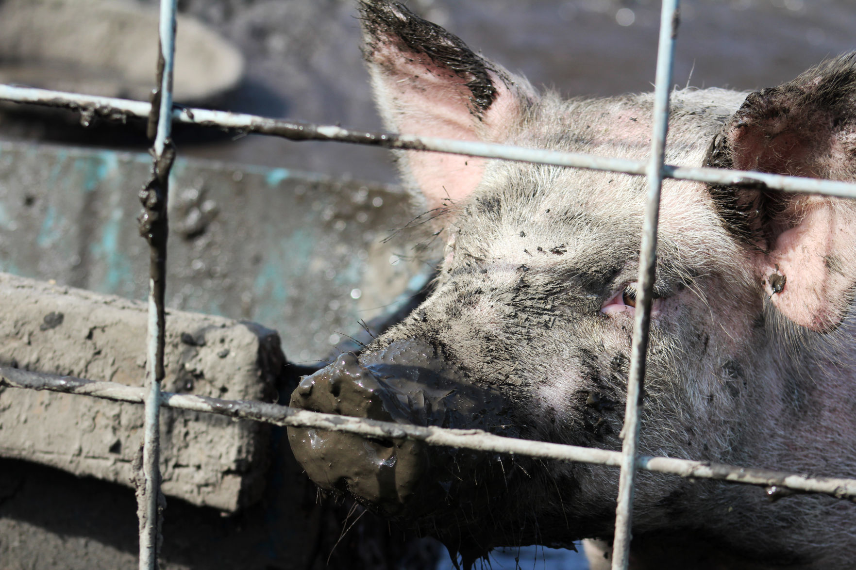 Muddy piggy